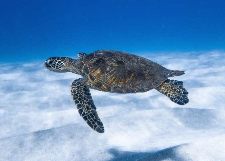 Happy Hour con le Tartarughe – Visite guidate al Cestha ogni giovedì dal 4 luglio al 5 settembre 2025