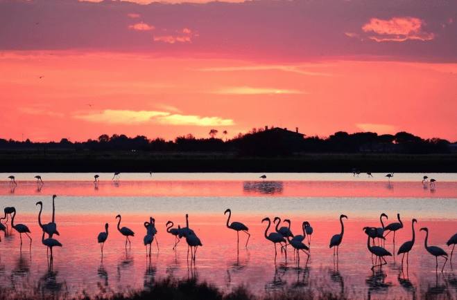 Emozioni all’Alba: escursione guidata nelle Saline di Cervia ogni mercoledì mattina di luglio e agosto